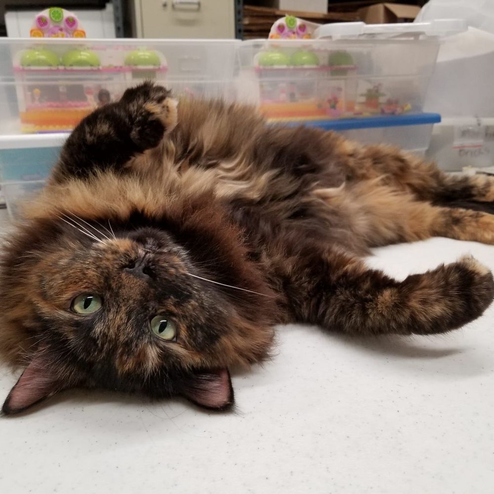 Meet your Posher, Kiara